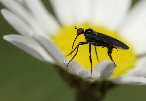 Réf. 185 743 : Empis pennipes
